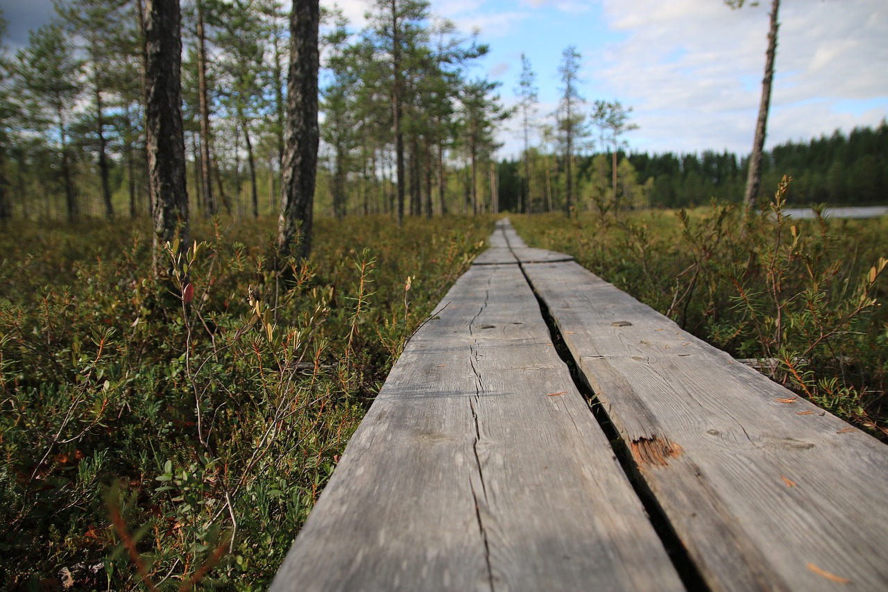 nature, forest, duckboard-2090739.jpg